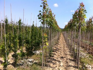 Cave - Acer Freemanii 'Autumn Blaze'