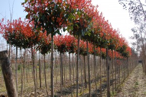 Cave - Photinia 'Red Robin' Tige