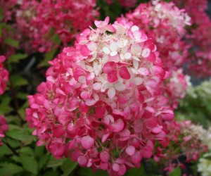 Hydrangea pan diamant rouge