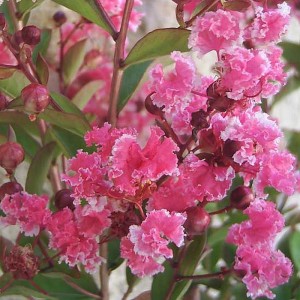 Lagerstroemia berlingot menthe