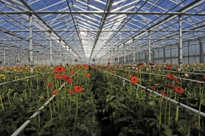 Serre de gerbera à Marmande