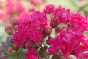 candidats-Lafitte-Lagerstroemia-Fuchsia-d'été